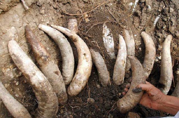 cuernos-biodinamicos-624x410.jpg