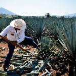 Agave-150x150.jpg