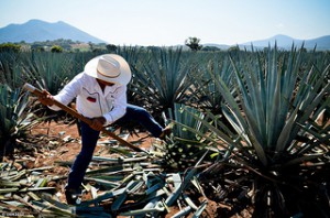 Agave-300x198.jpg