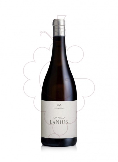 Foto Lanius vi blanc