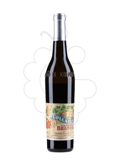 Foto Viuva Gomes Collares Genuino Branco vi blanc