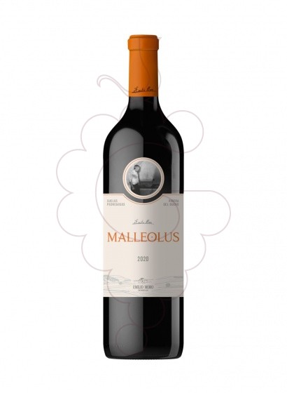Foto Malleolus  vi negre