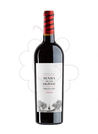Foto Senda de los olivos cr. 2019 vi negre